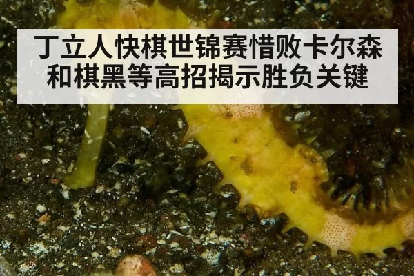 丁立人快棋世锦赛惜败卡尔森 和棋黑等高招揭示胜负关键